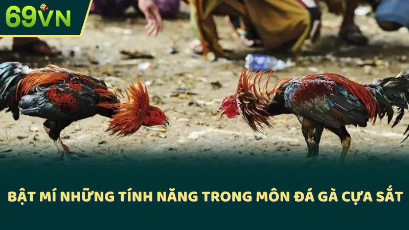 Bật mí những tính năng trong môn đá gà cựa sắt