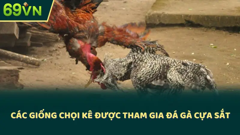 Các giống chọi kê được tham gia đá gà cựa sắt