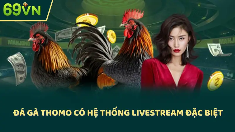 Đá gà Thomo có hệ thống livestream đặc biệt