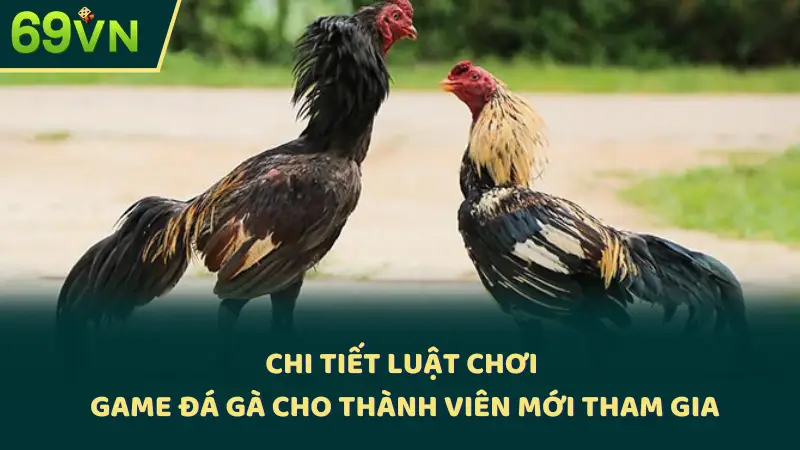 Chi tiết luật chơi game đá gà cho thành viên mới tham gia