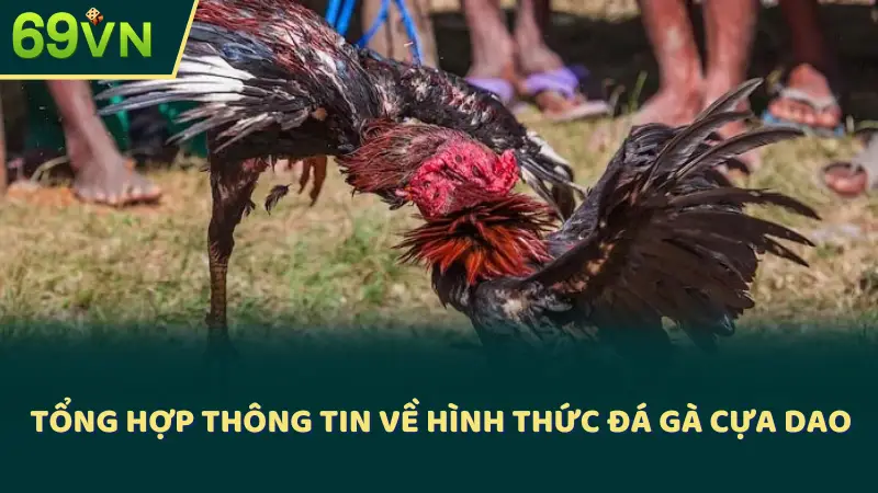 Tổng hợp thông tin về hình thức đá gà cựa dao